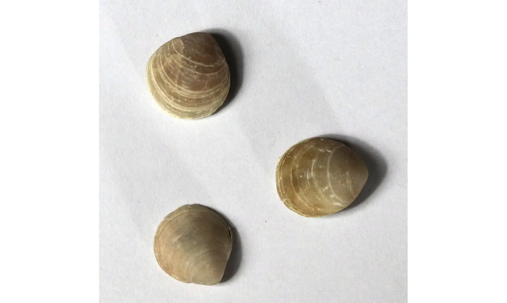 Magas chitiniformis