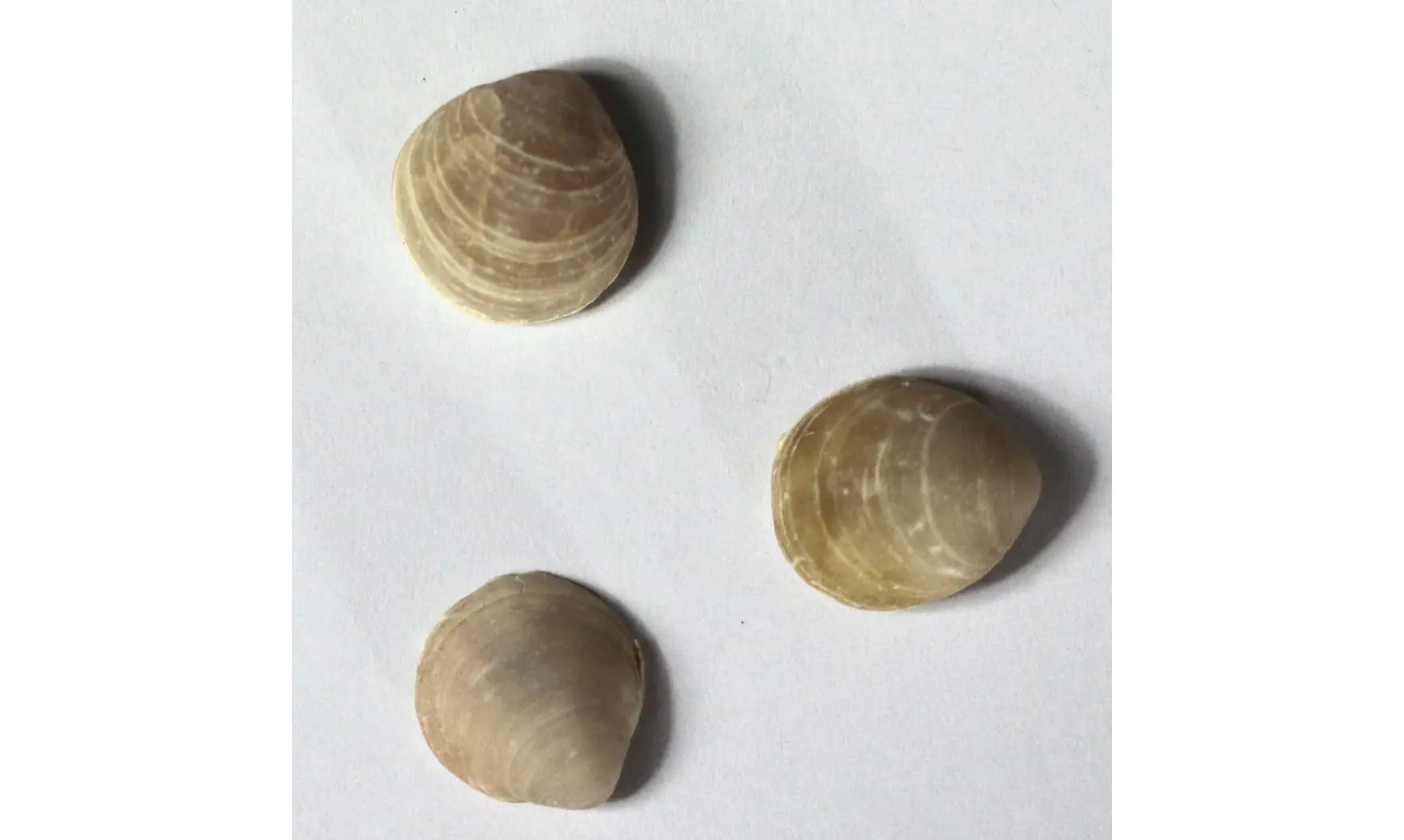 Magas chitiniformis