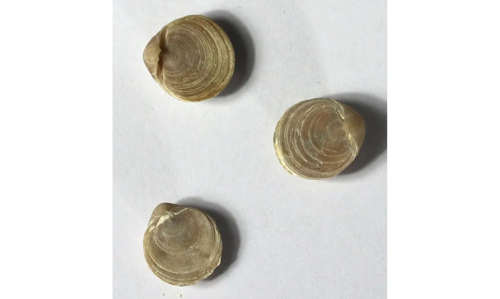Magas chitiniformis