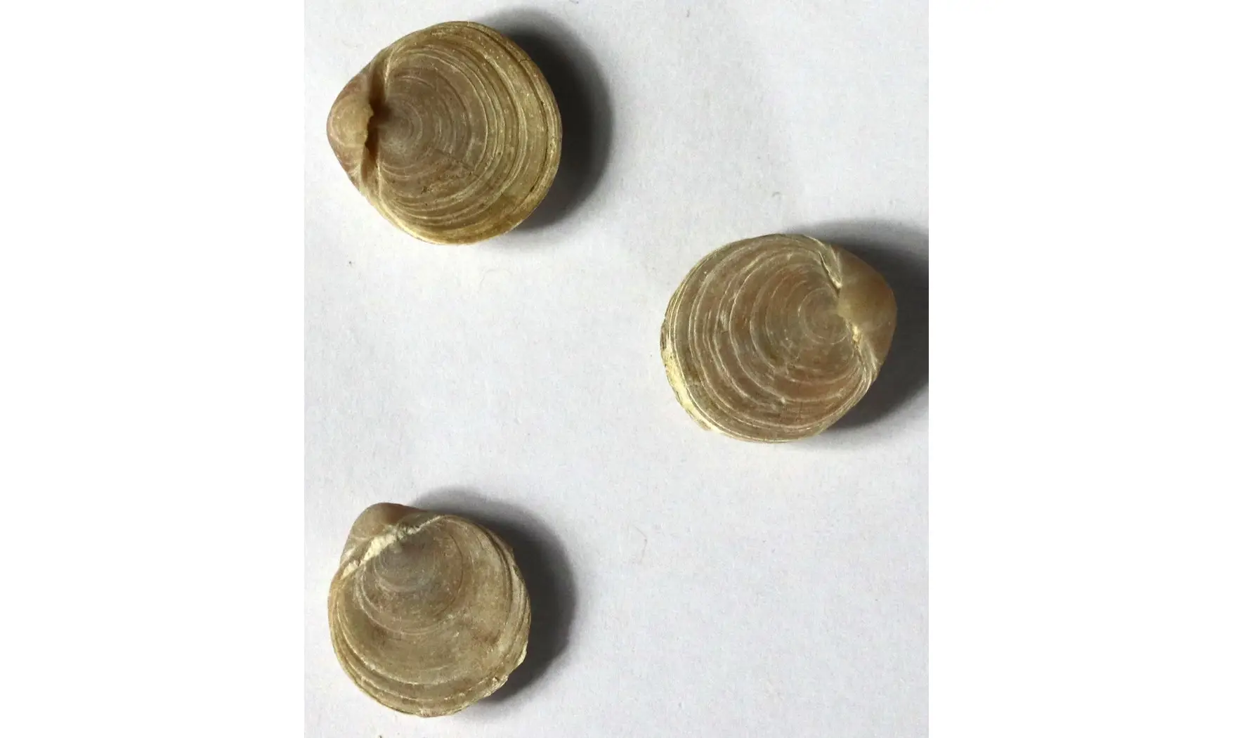 Magas chitiniformis