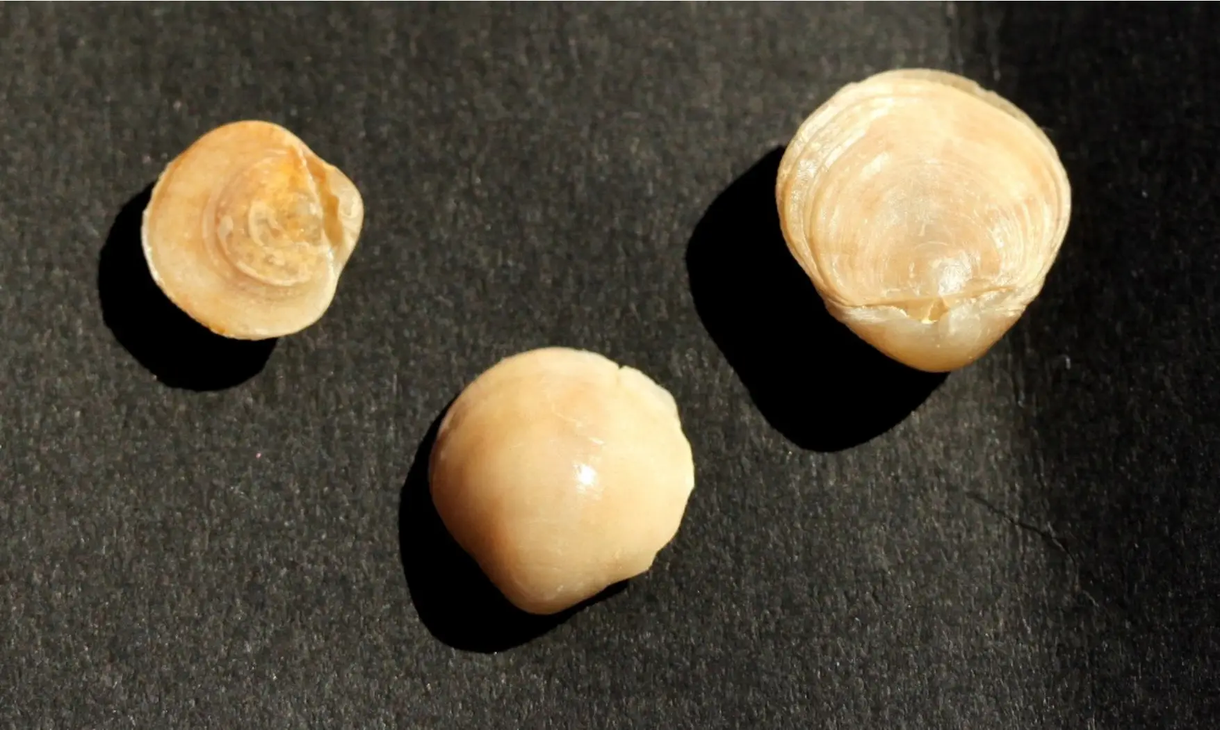Magas chitiniformis