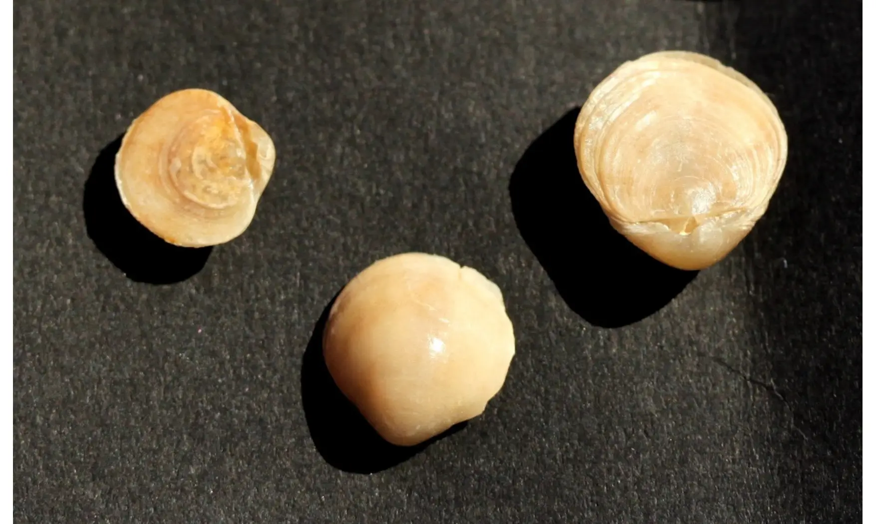 Magas chitiniformis