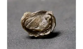 AMPHIDONTE BOUSSINGAULTI