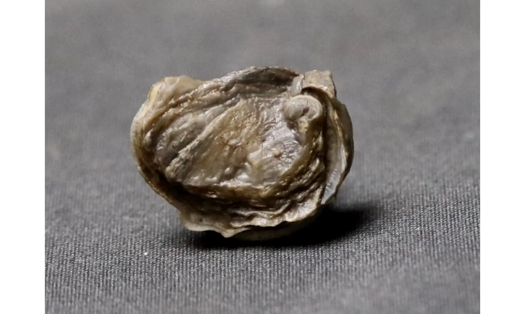 AMPHIDONTE BOUSSINGAULTI