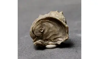EXOGYRA COULONI