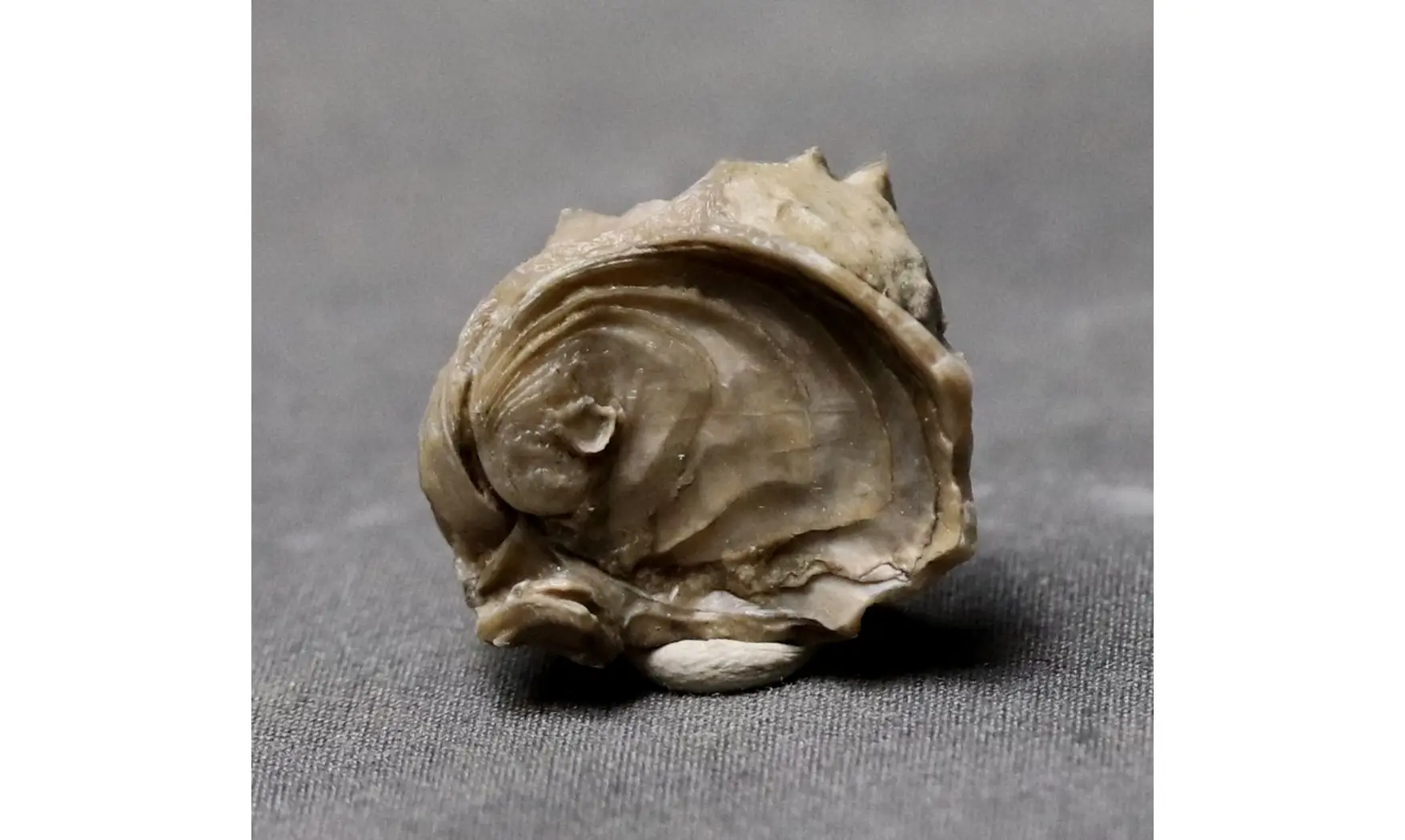 EXOGYRA COULONI