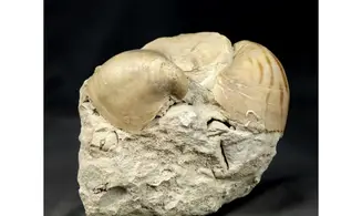 Exogyra colomba