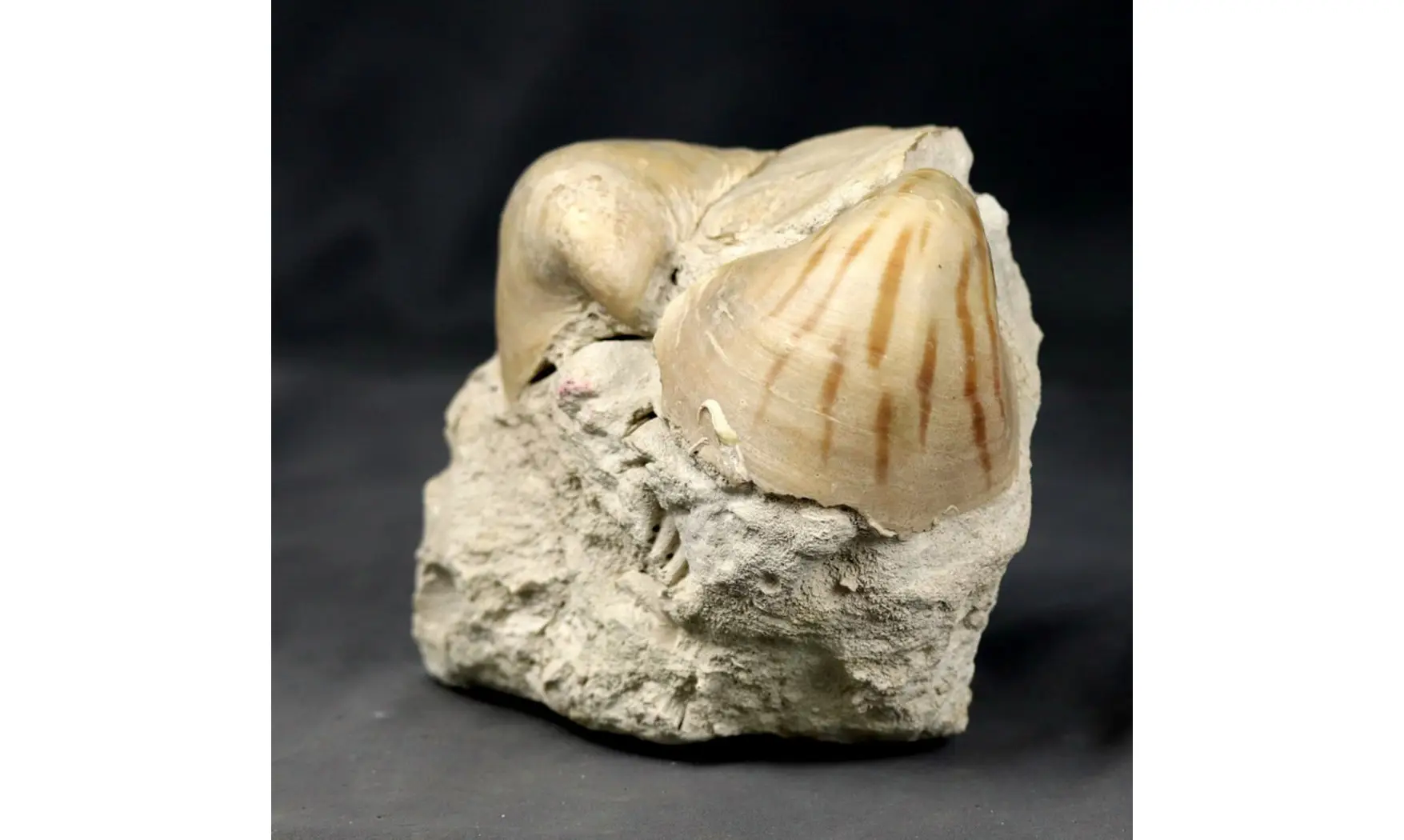 Exogyra colomba