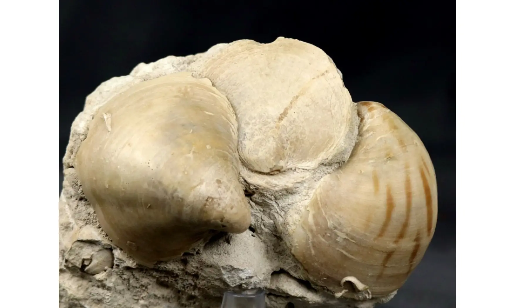Exogyra colomba