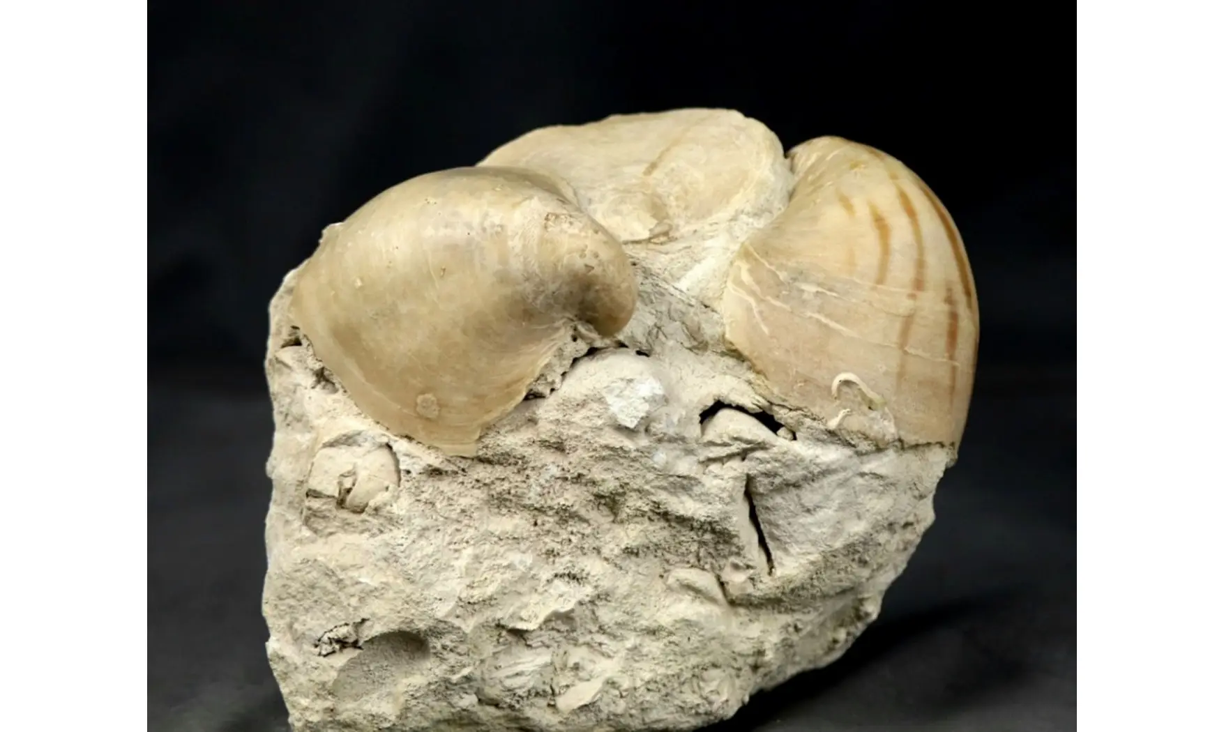 Exogyra colomba