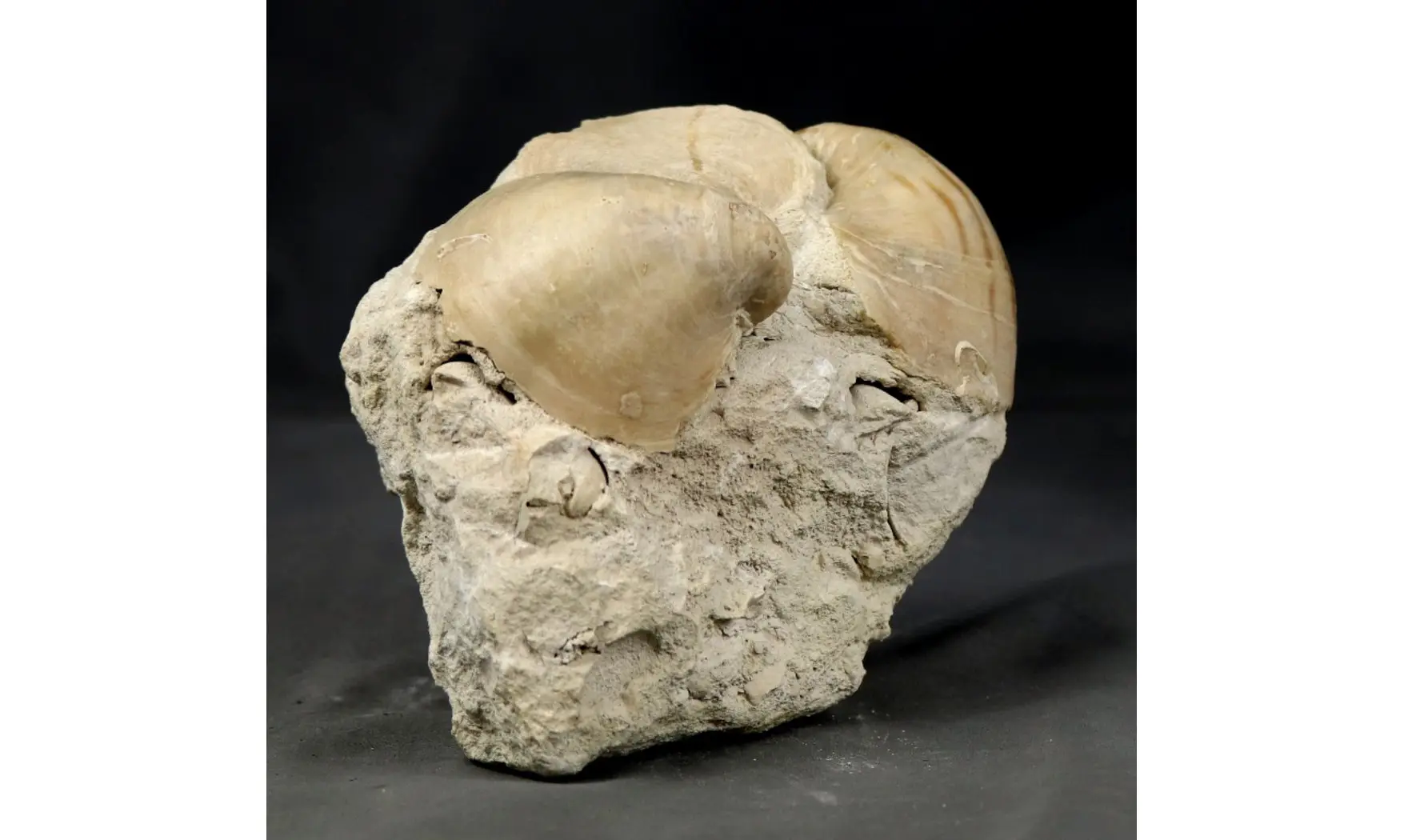 Exogyra colomba