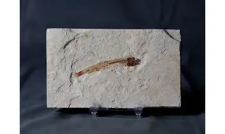 Hakeliosomus hakelensis