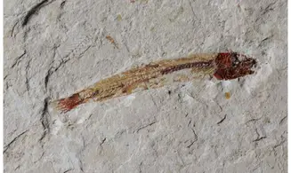 Hakeliosomus hakelensis