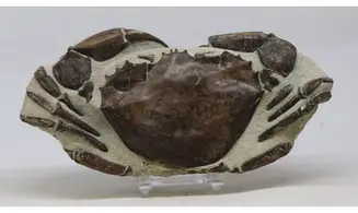 Archaeogeryon peruvianus