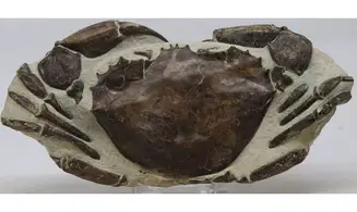 Archaeogeryon peruvianus