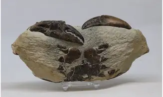 Archaeogeryon peruvianus