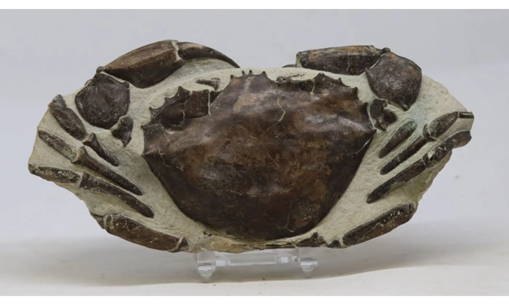 Archaeogeryon peruvianus