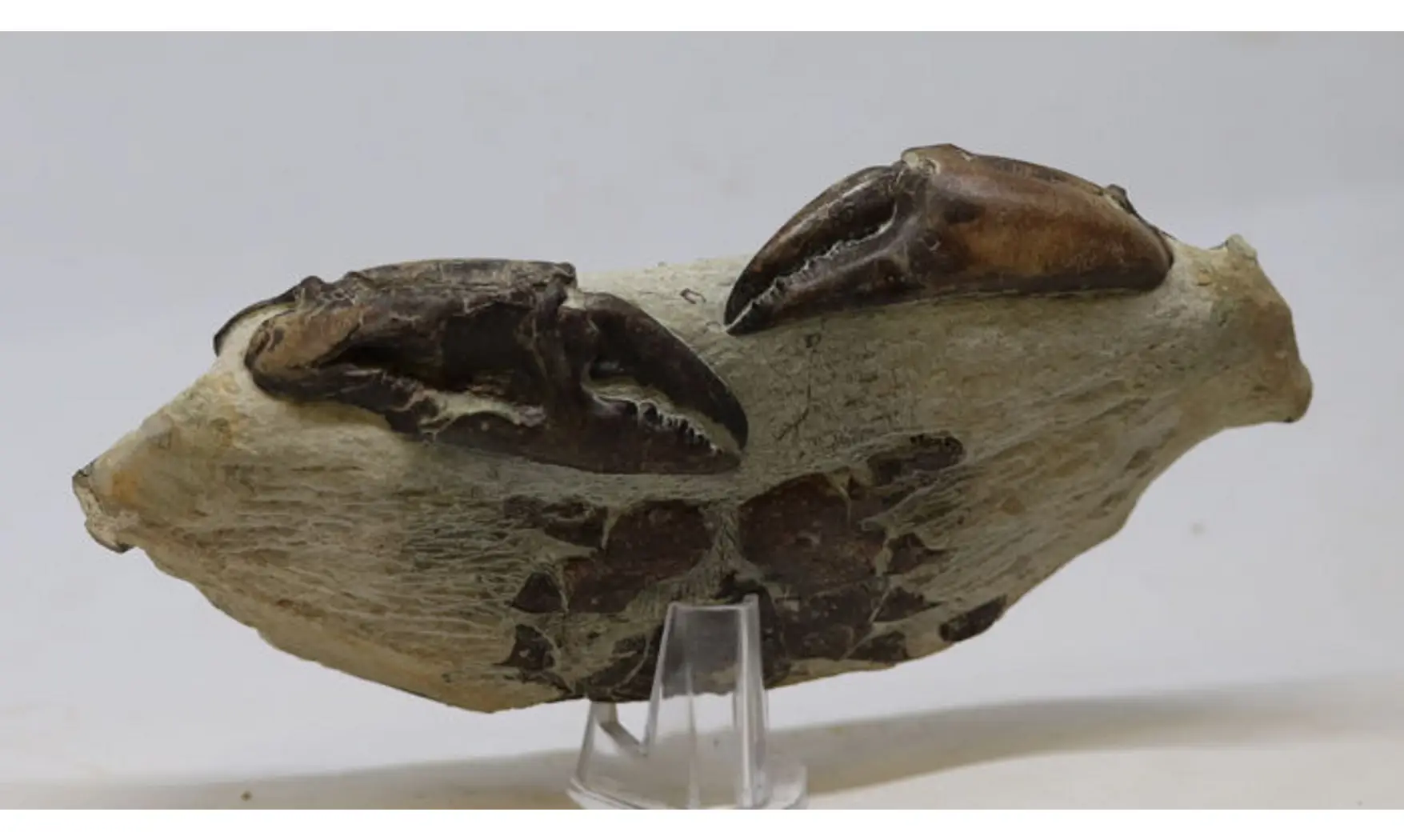 Archaeogeryon peruvianus