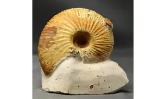Macrocephalites lamellosus