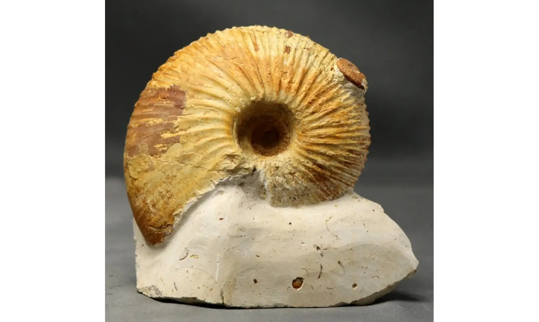 Macrocephalites lamellosus