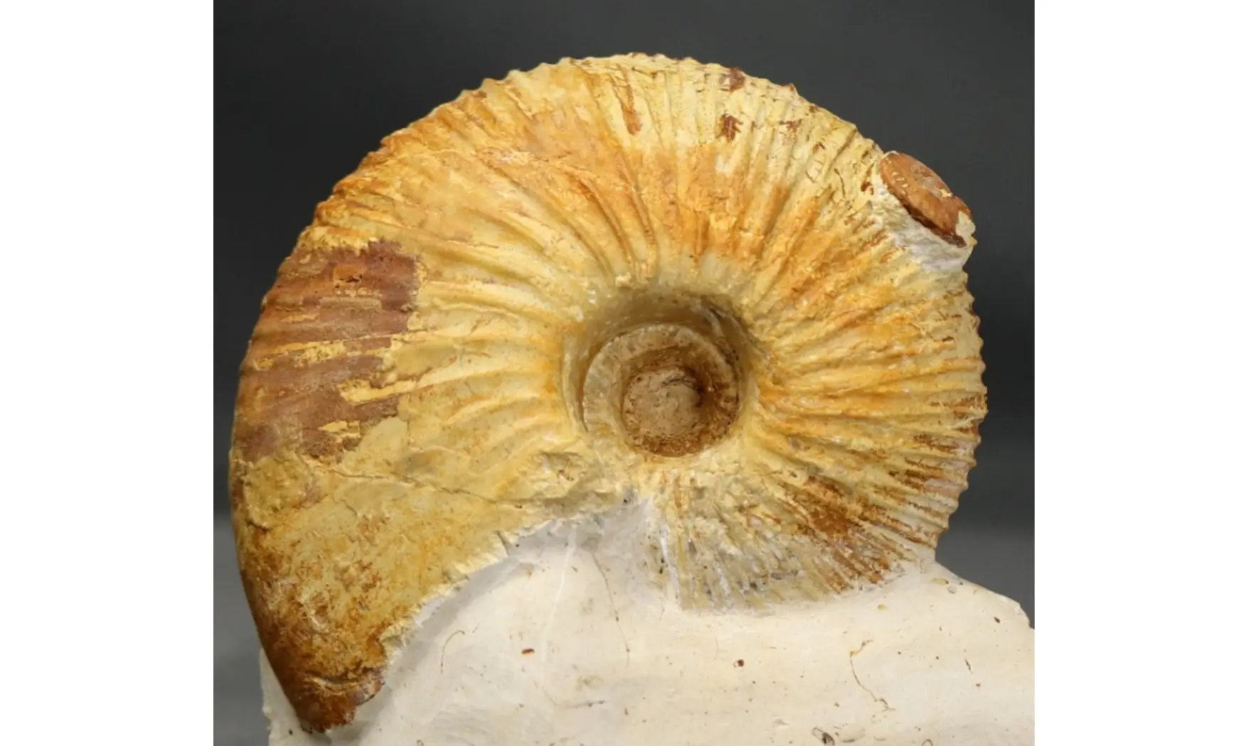 Macrocephalites lamellosus
