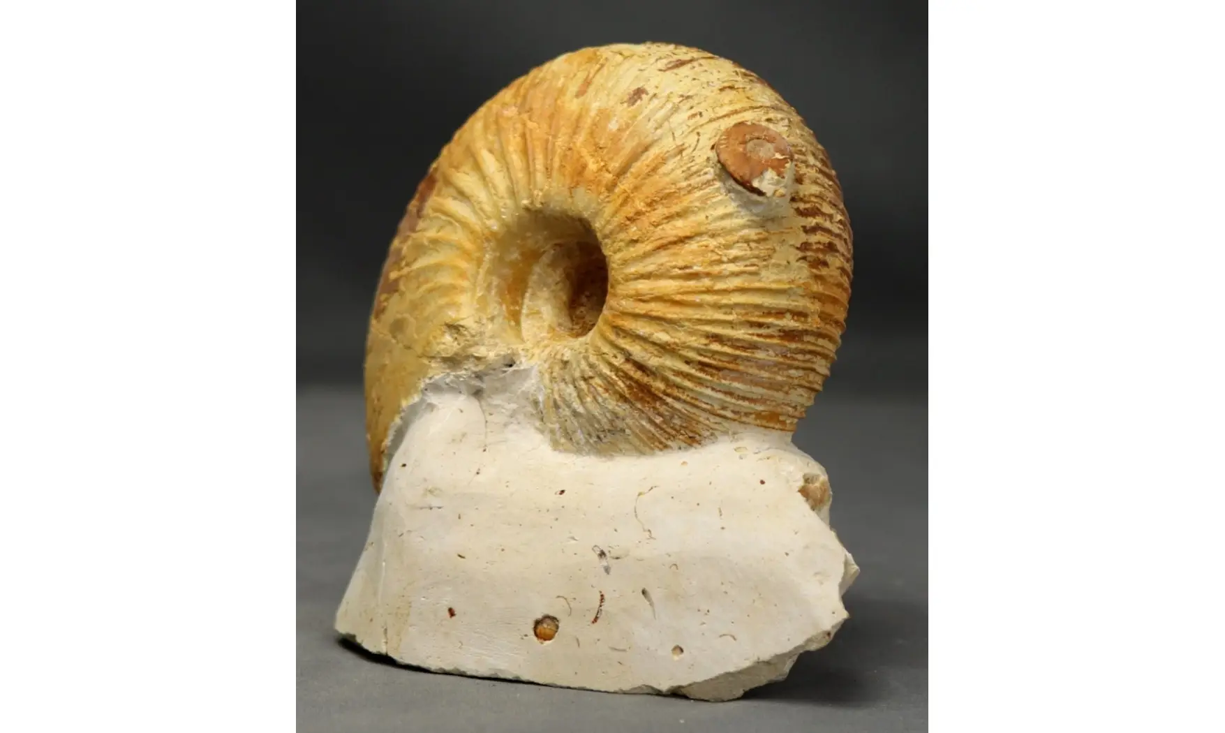 Macrocephalites lamellosus