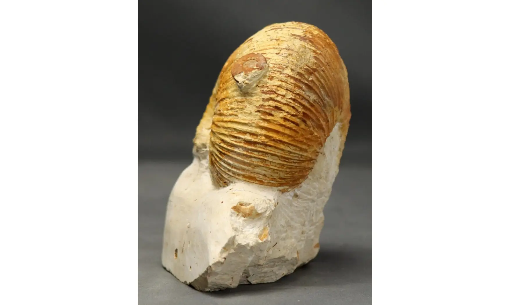 Macrocephalites lamellosus