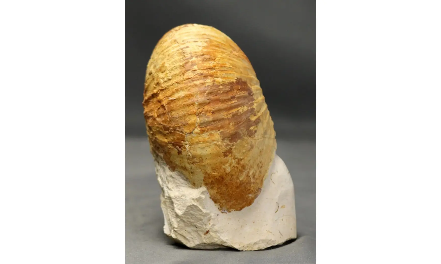 Macrocephalites lamellosus