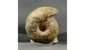 Chondroceras evolvescens