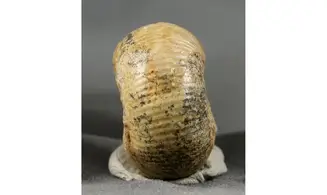 Chondroceras evolvescens