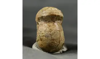 Chondroceras evolvescens