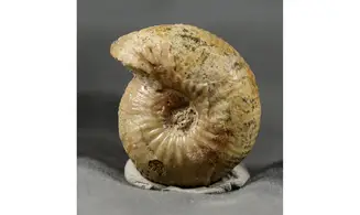 Chondroceras evolvescens