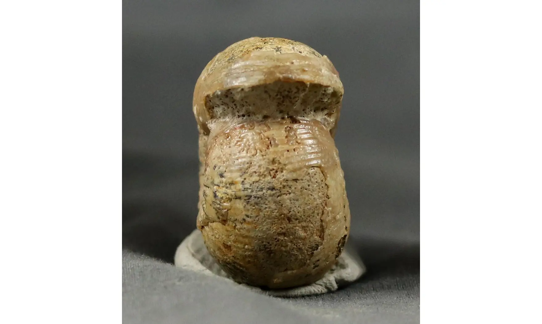 Chondroceras evolvescens