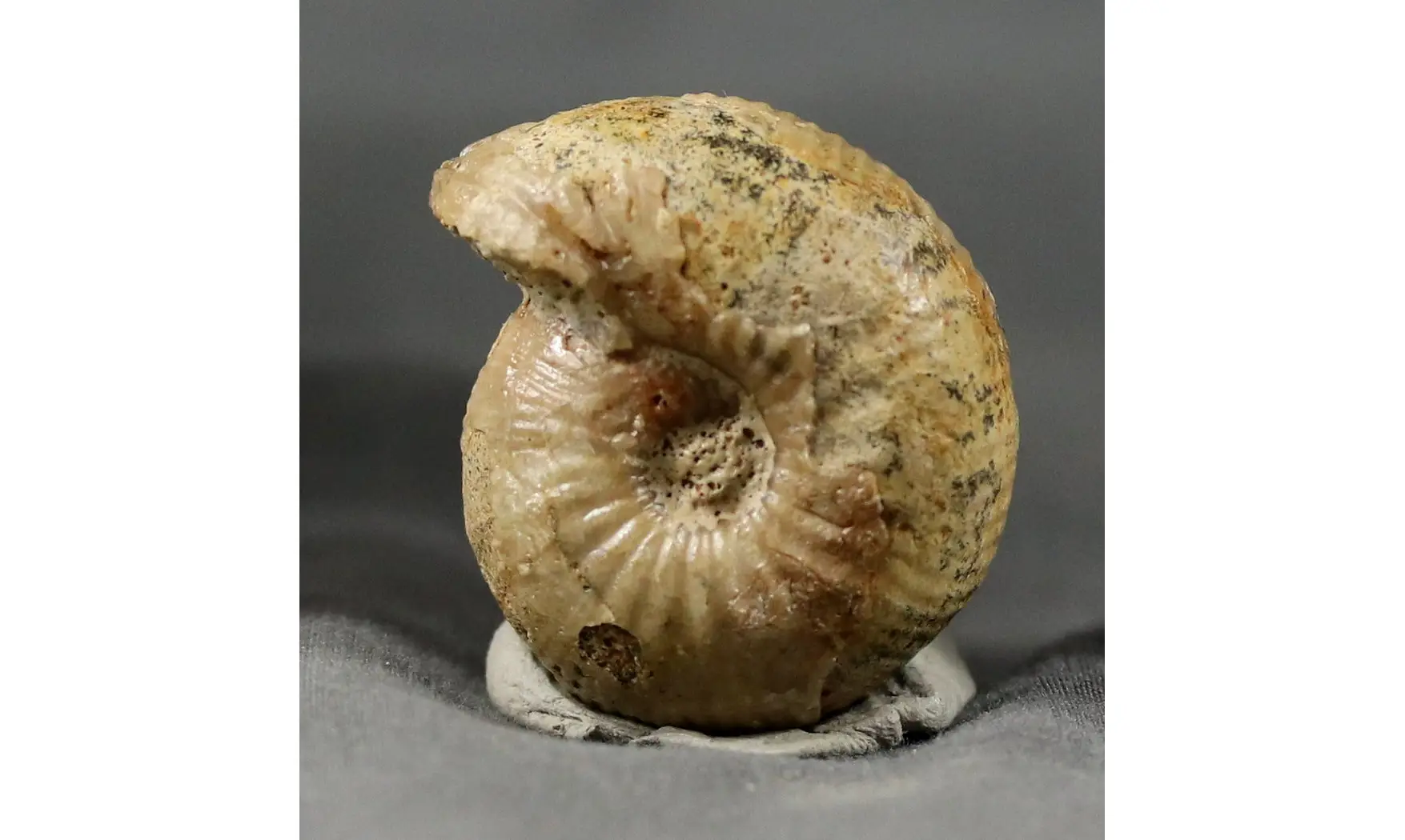 Chondroceras evolvescens