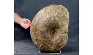 Perilytoceras jurense