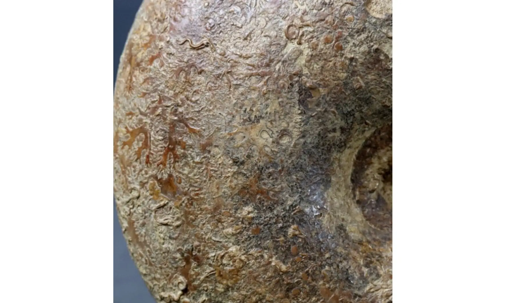Perilytoceras jurense
