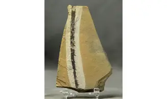 Lebachia piniformis
