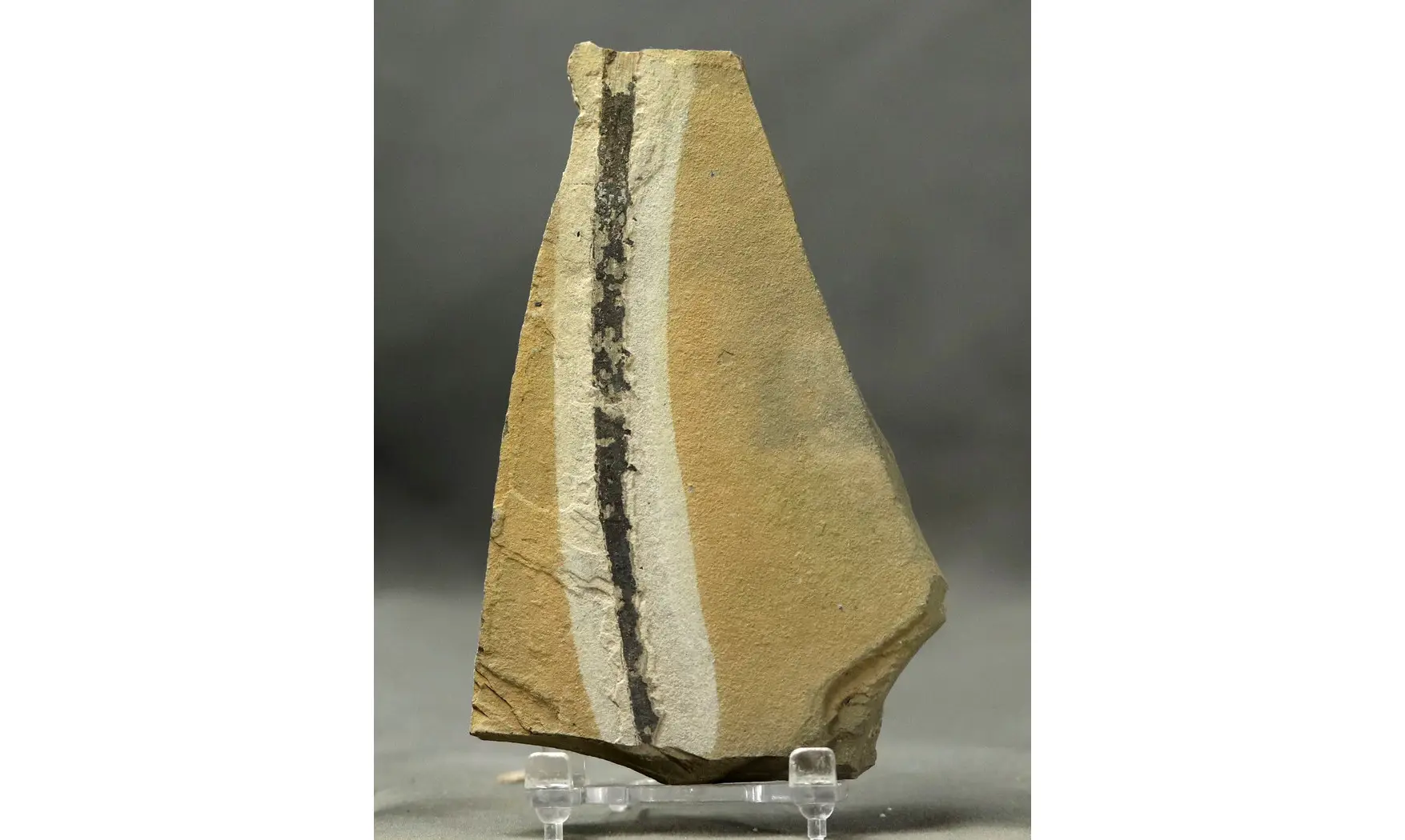 Lebachia piniformis