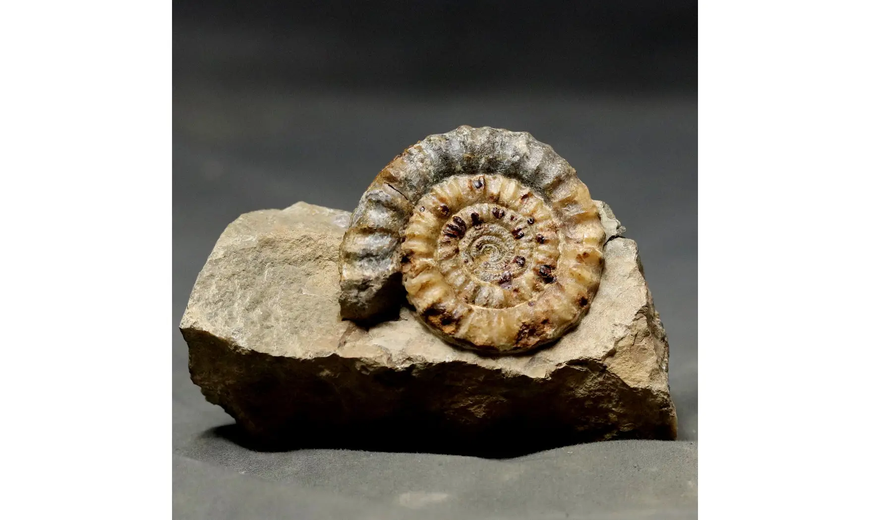 Echioceras raricostatum