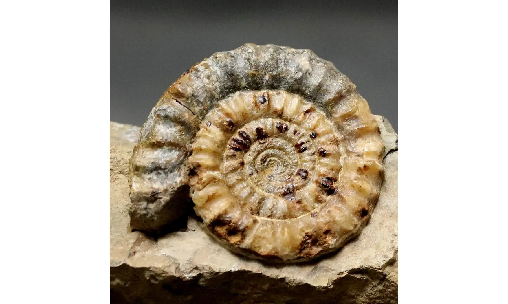 Echioceras raricostatum