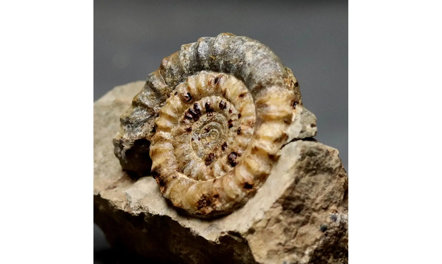 Echioceras raricostatum