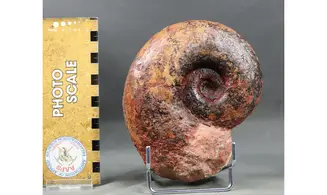 Perilytoceras jurense