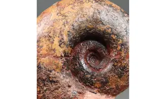 Perilytoceras jurense