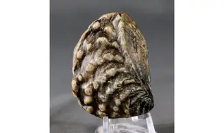 trigonia Myophorella clavellata