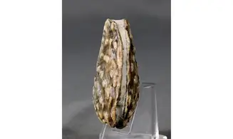 trigonia Myophorella clavellata