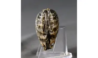 trigonia Myophorella clavellata