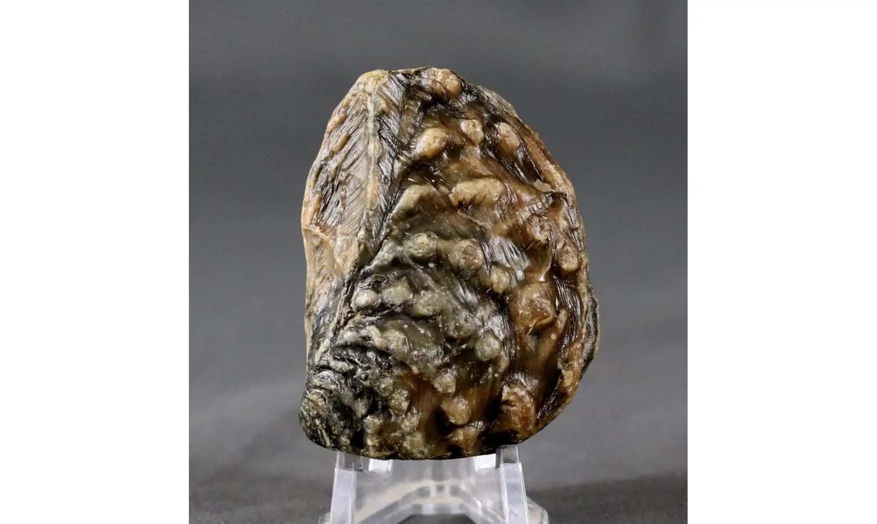 trigonia Myophorella clavellata
