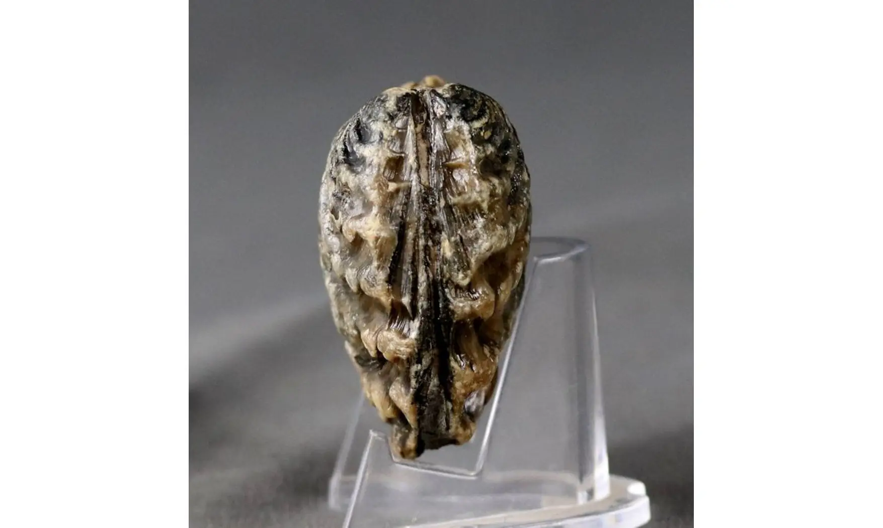 trigonia Myophorella clavellata