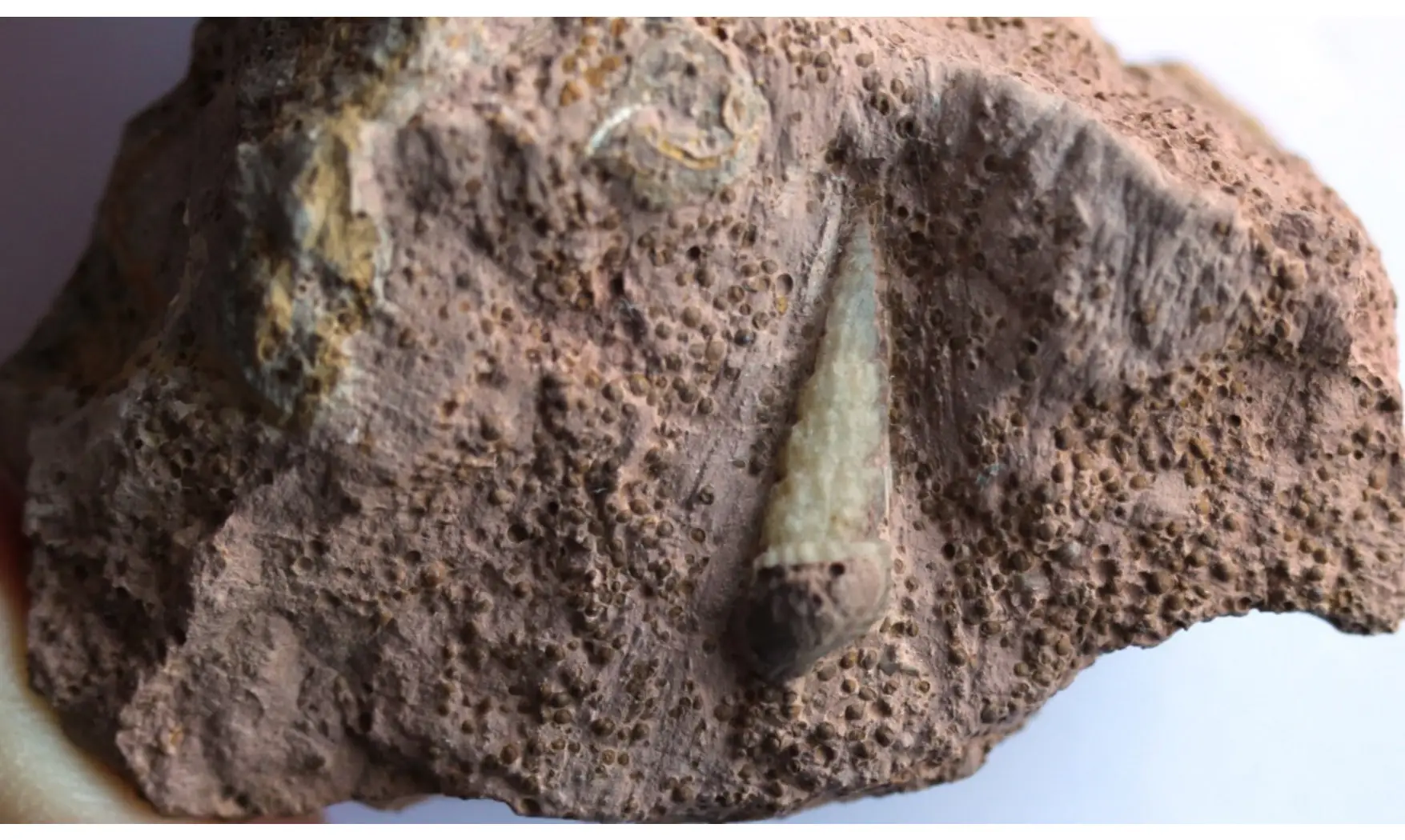 CRYPTAULAX ECHINATUS