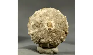 Gymnocidaris agassizi